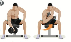 koncentrerad bicepscurl koncentrerad bicepscurl